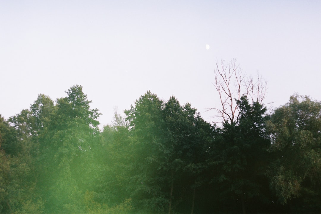 Prachtkerze geschickt kombinieren für einen farbenfrohen Garten