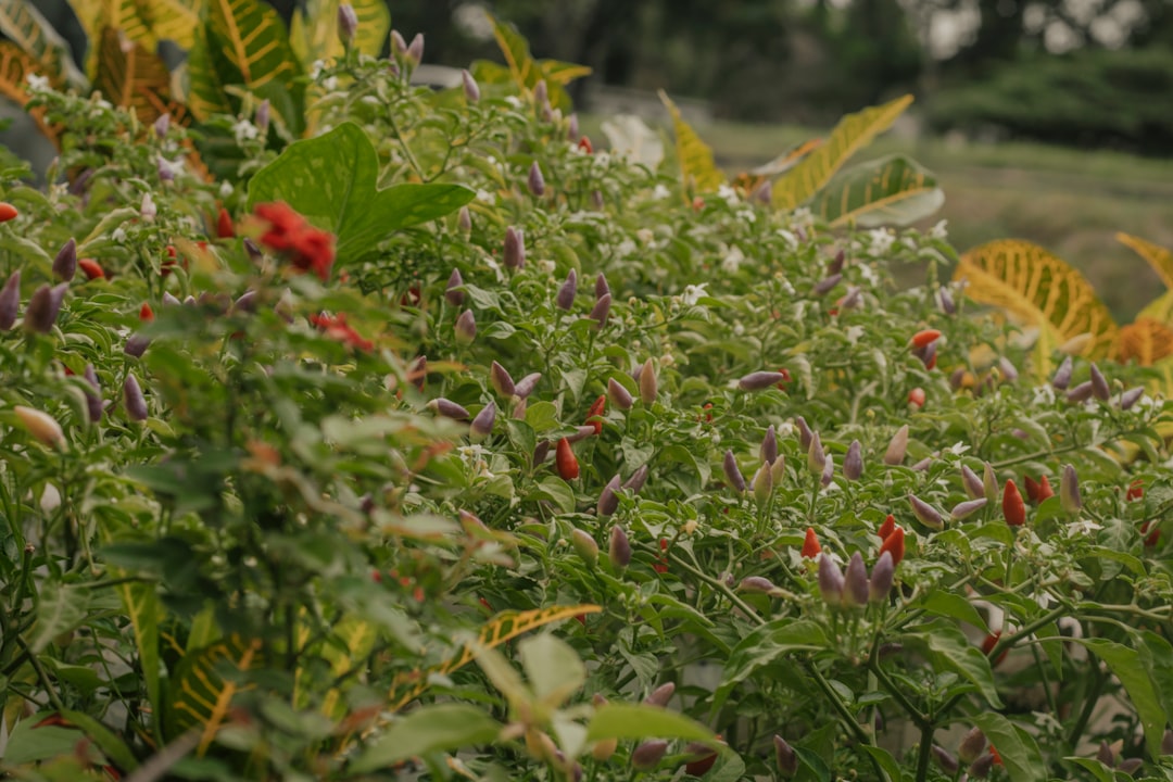 Bartblume Begleitpflanzen: Die perfekten Partner für Ihren Garten