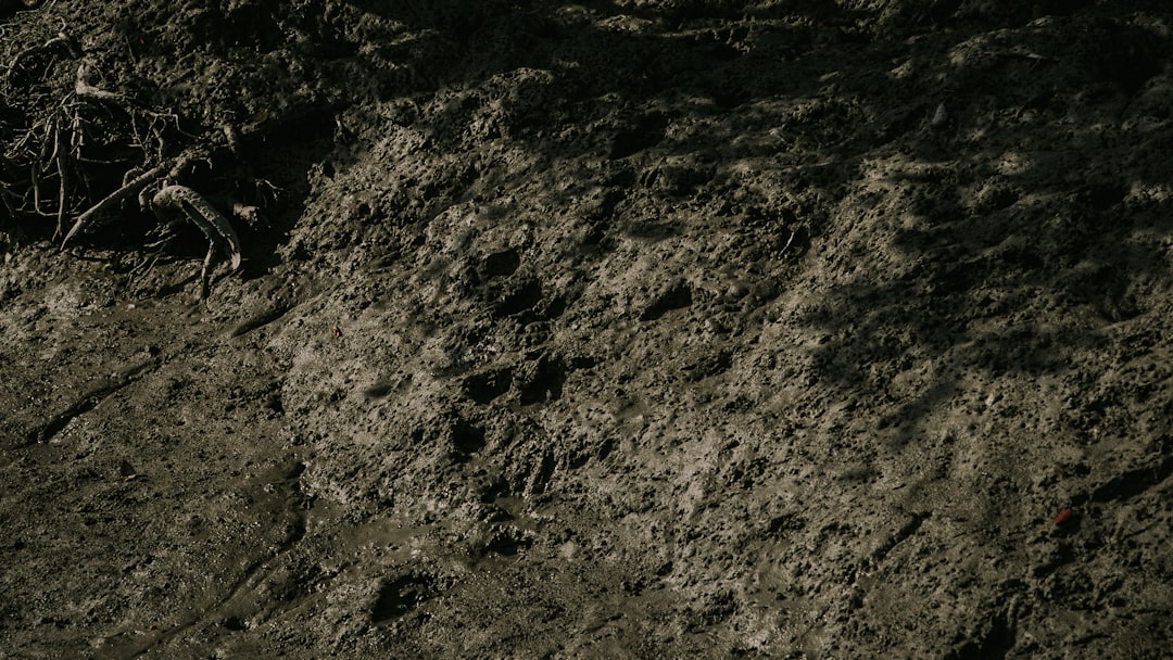 Dipladenia: Pflegeleichte Schönheit für Balkon und Garten