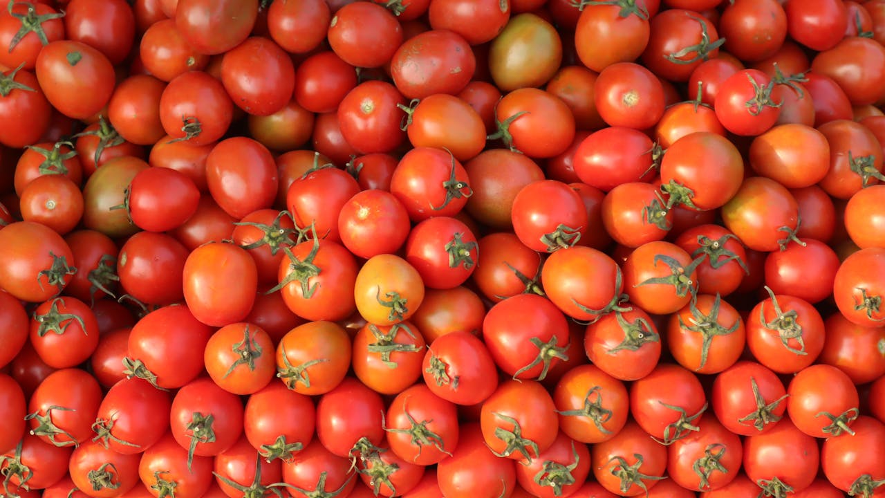 So gelingen Tomaten: Tipps für erfolgreiches Tomaten pflanzen