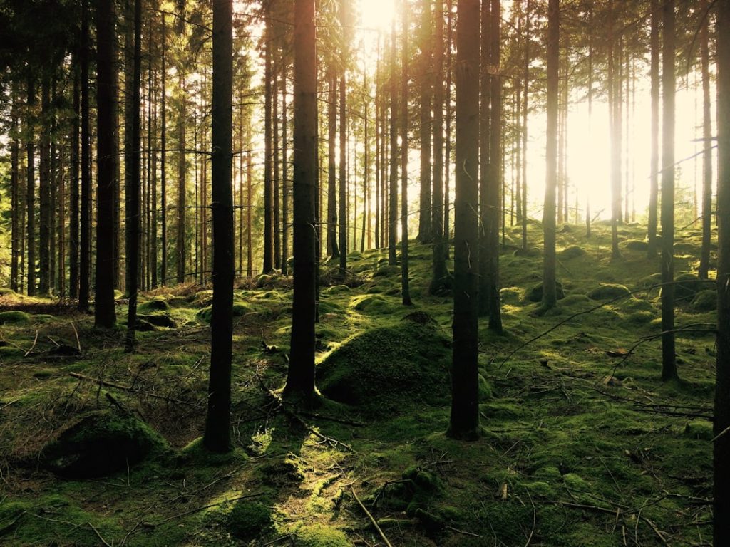 Waldgarten: hoe je een natuurlijk bos in je tuin aanmaakt